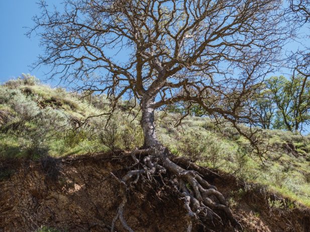 Tree with roots exposed due to ground giving way