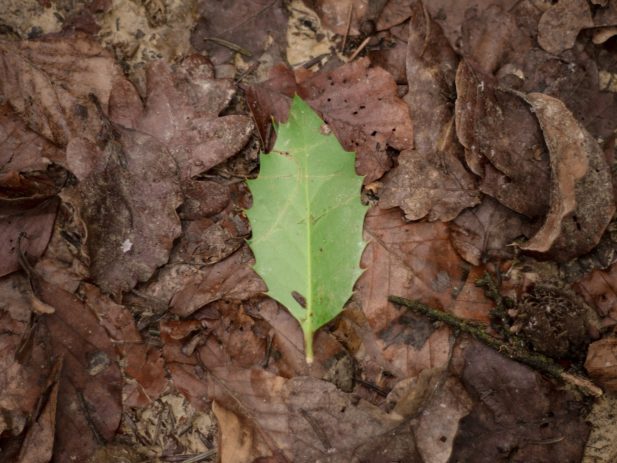 A green leaf in between autumn leaves