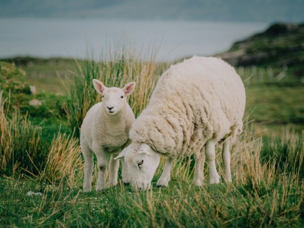 Sheep grazing in a field.