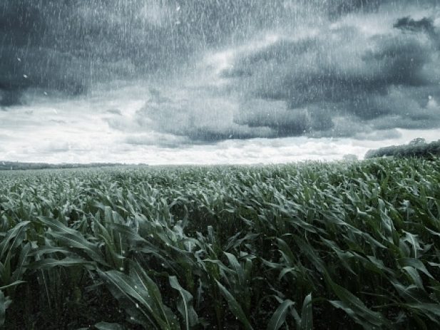 Rain and clouds over a corn field