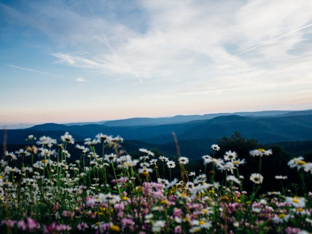 wildflowers with mountains in the background