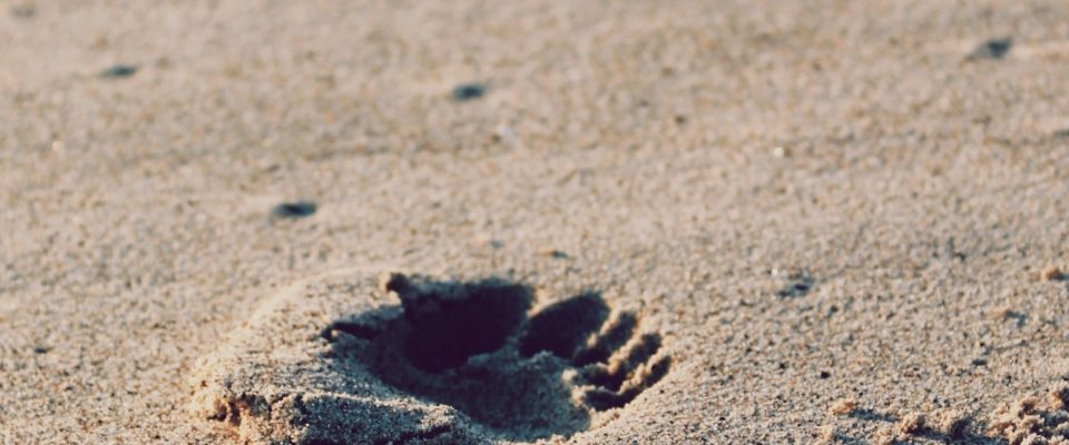 Footprints in the sand.