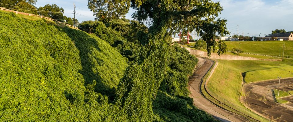 Kudzu vines taking over a tree