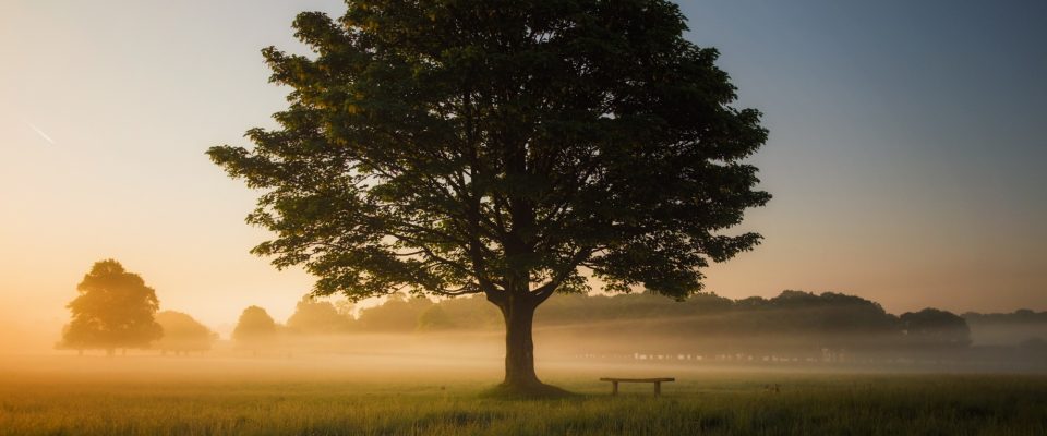 Large, beautiful tree in the morning light