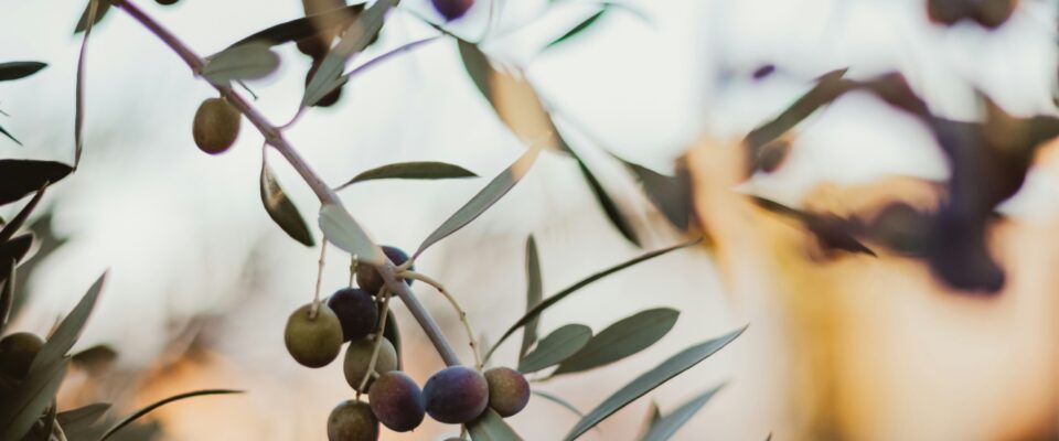 Olive Branch.