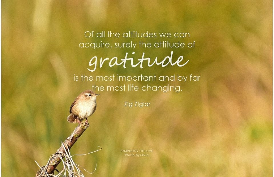 A small bird perched on a stick with a blurred grassy background, overlaid with an inspirational quote about gratitude by Zig Ziglar.