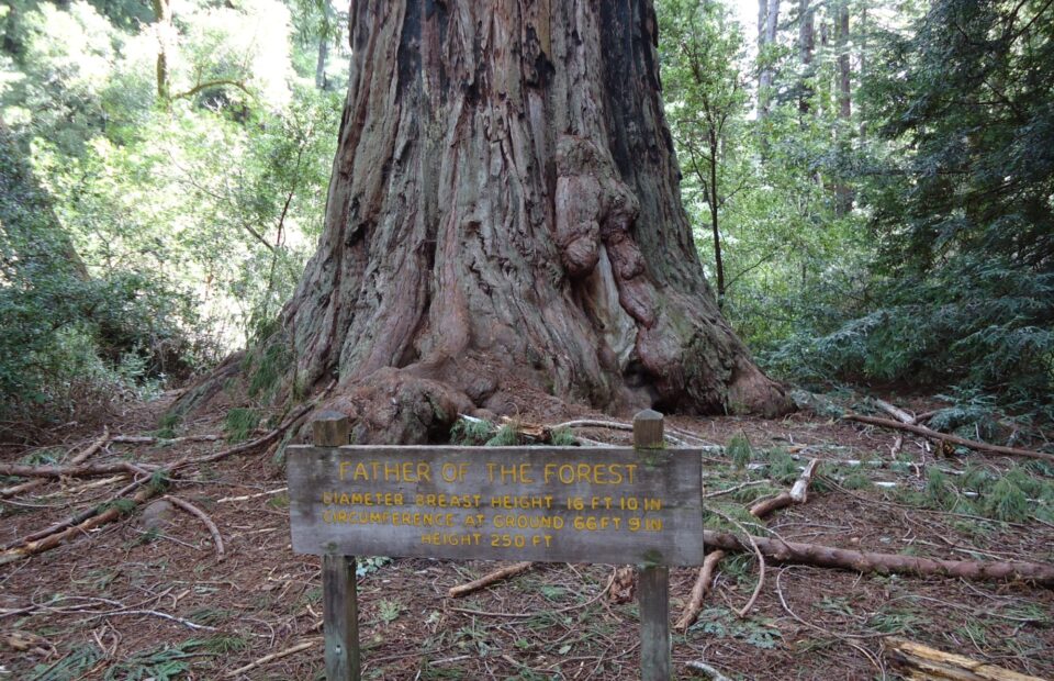 A large, thick tree in a forest with a social media-style sign in front. The sign reads "Father of the Forest, Diameter 8.7 ft, Height 250 ft."