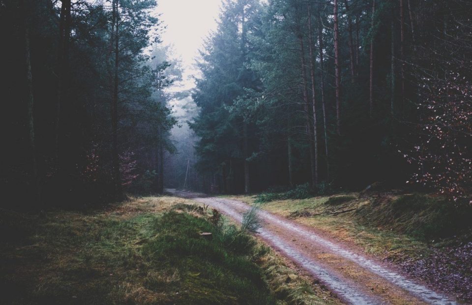 A dirt road meanders through a dense forest with tall trees and overcast sky, casting a moody and serene atmosphere in the natural landscape.