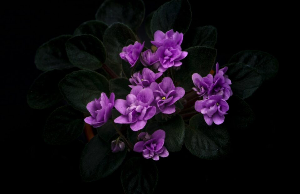 A cluster of violet flowers with dark green leaves against a black background.