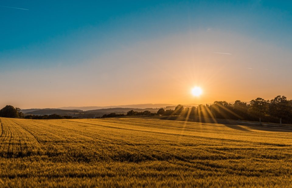 A vast golden wheat field at sunset with rolling hills and trees in the background under a clear blue sky.