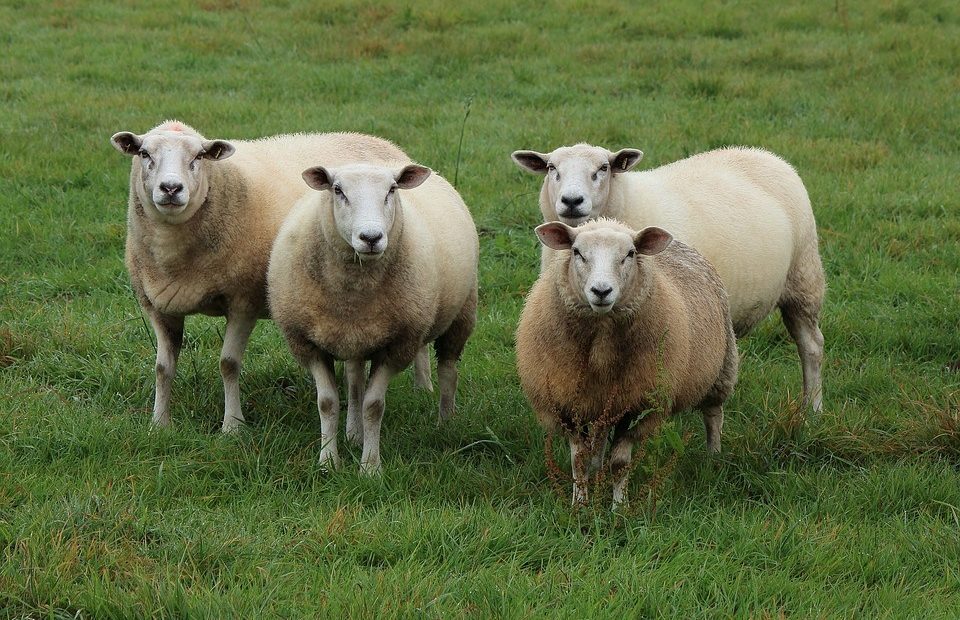 Four sheep standing on green grass, with a mix of white and brown wool, facing forward in a natural outdoor setting.