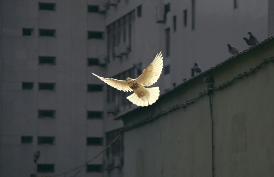 A white bird is flying with its wings spread wide against a backdrop of urban buildings and a rooftop with pigeons.