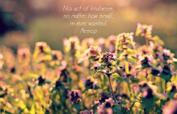 A field of purple flowers with soft focus and warm sunlight, with a quote: "No act of kindness, no matter how small, is ever wasted. Aesop" written at the top.