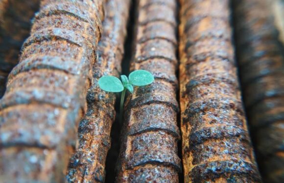 A small green seedling sprouting between rusty, rebar rods.