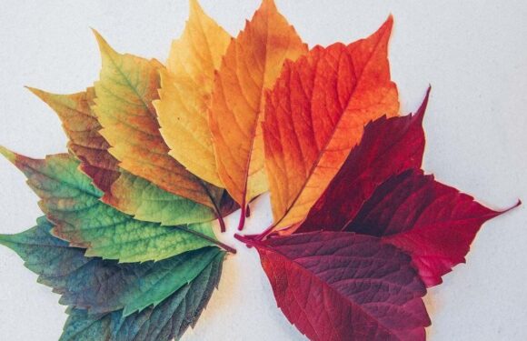 A fan of autumn leaves arranged in a semi-circle, showing green, yellow, orange, red, and purple colors on a white background.