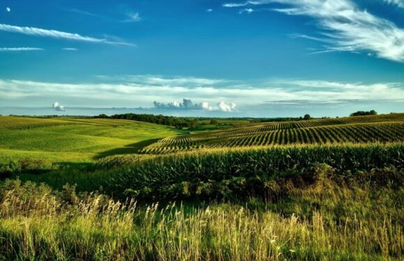 A scenic landscape of rolling green fields and farmland under a bright blue sky with scattered clouds, featuring rows of crops and tall grasses.