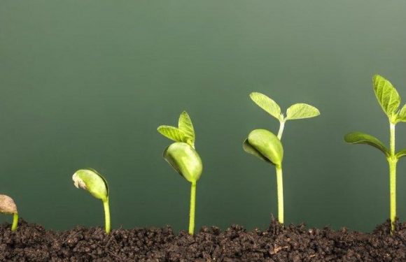 Sequence of four seedlings at different growth stages emerging from soil, with a blurred background.