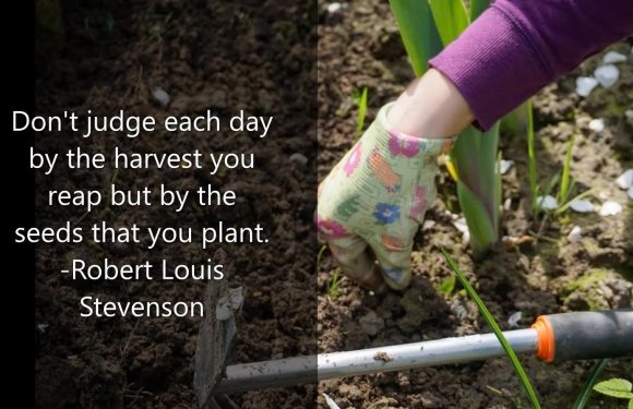 A person wears a purple long-sleeve shirt and colorful gardening gloves while planting green shoots in soil. A small gardening tool is on the ground.