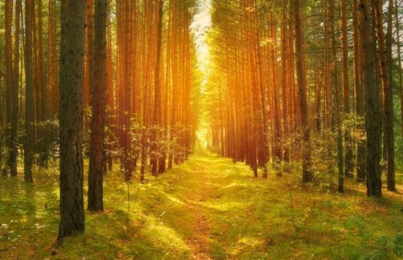 Sunlight filters through tall pine trees in a peaceful, lush forest with a grassy path running through the center during sunset or sunrise.
