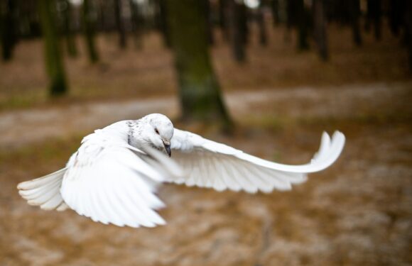 A white bird, likely a dove, flying with wings spread wide over a forest ground with blurred trees in the background.