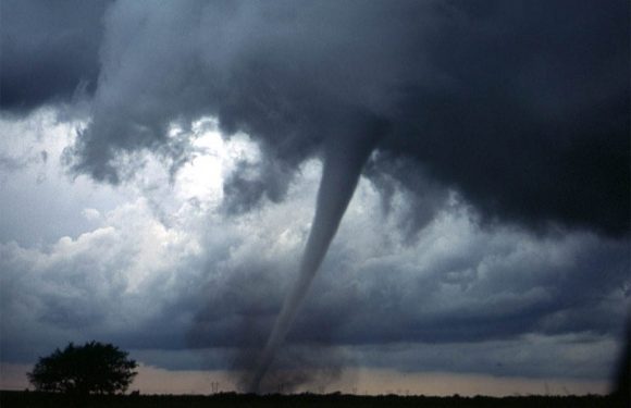 A tornado on the ground with dark storm clouds and a tree visible in the foreground.
