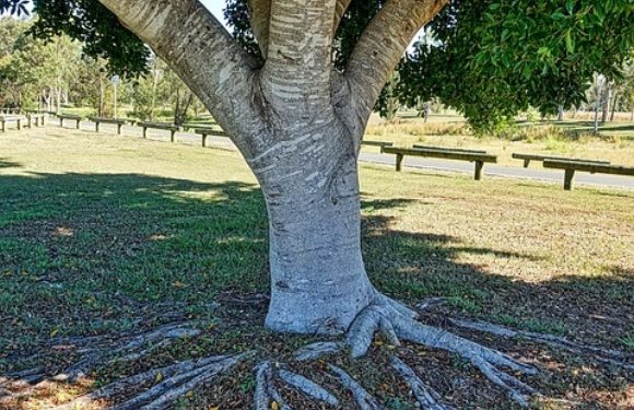 A large tree with a thick trunk and sprawling roots extending above ground, situated in a park with a grassy field and a wooden fence in the background.