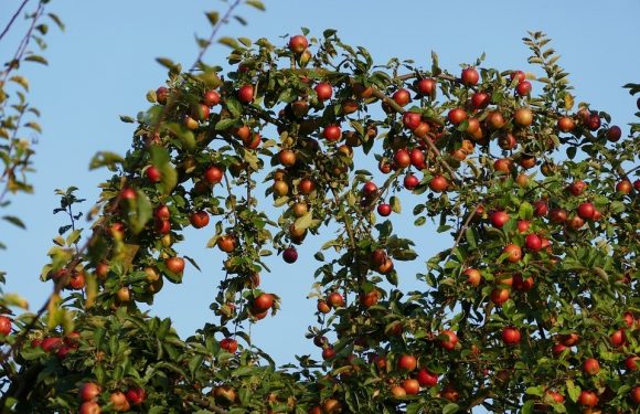 Apple tree with numerous green and red apples hanging from its branches against a clear blue sky.