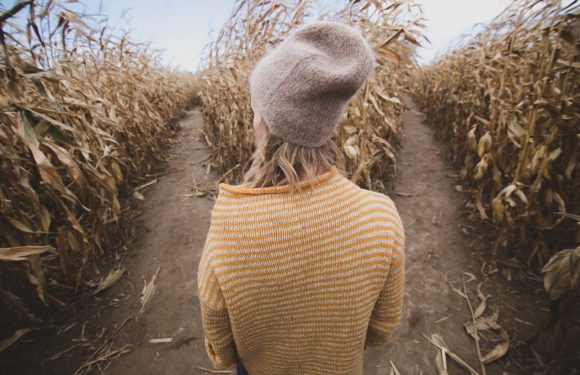 A person with light-colored hair in a striped yellow and beige sweater and a beige knit hat standing in a dirt path between dried corn stalks.
