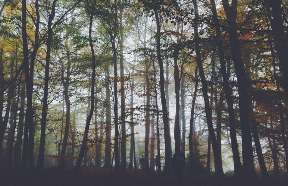 Foggy forest with tall trees and faint sunlight; a few people walking among the trees in the distance.