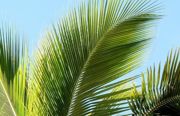Close-up of green palm leaves against a clear blue sky.