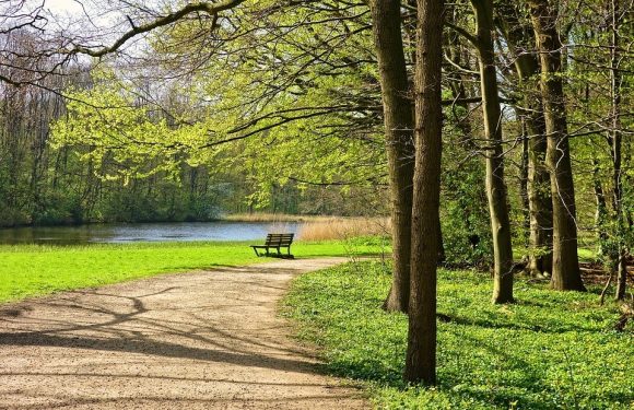 A peaceful park scene with a dirt walking trail, trees with light green leaves, and a bench near a calm lake in the background.