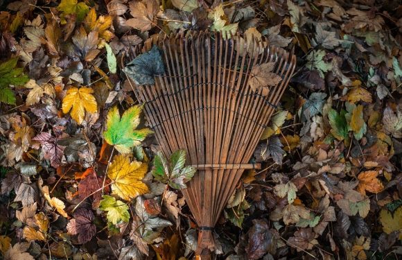 A wooden rake lies on a bed of colorful fallen autumn leaves in shades of yellow, orange, green, and brown, creating a vibrant fall scene.