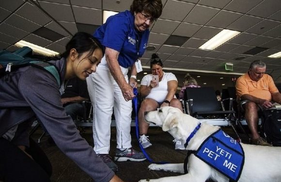 A woman and a service dog in a vest labeled "YETI PET ME" interact with each other in an airport waiting area, with several seated passengers in the background.