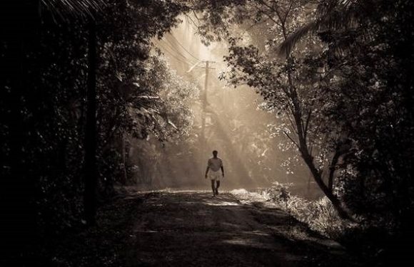 A person walking alone on a dirt path surrounded by dense trees with sunlight filtering through, creating a hazy, tranquil forest scene.