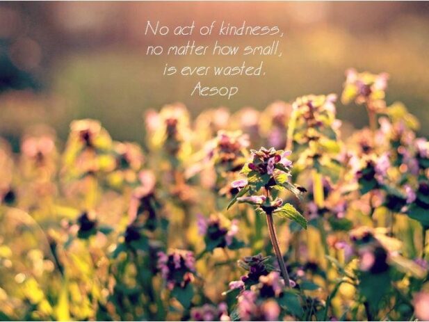 Field of flowers with quote from Aesop
