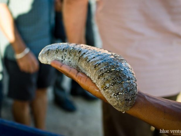 Sea Cucumber