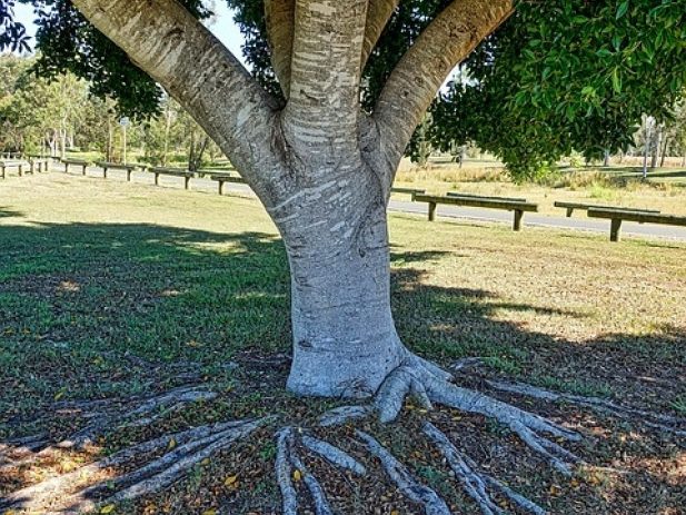 Large Tree with Wide Roots