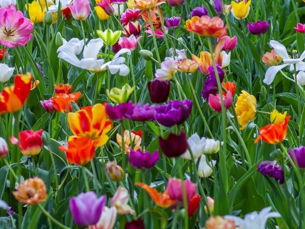 Colorful Spring Flowers in a field