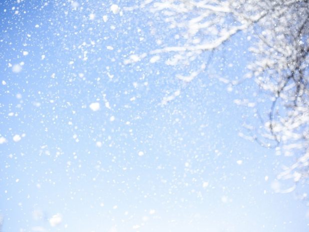 Tree Branch with White snow falling off