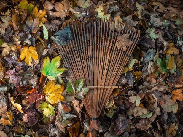 Fallen leaves and rake