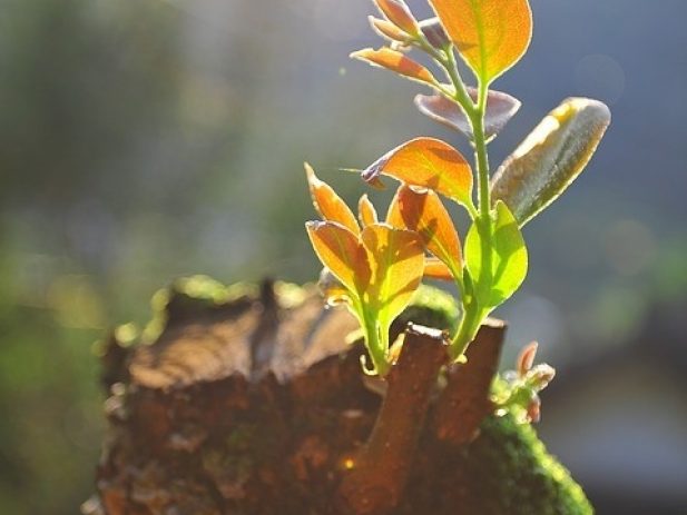 Stump with new plant sprouting